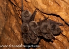 Chiroptera (Bats)